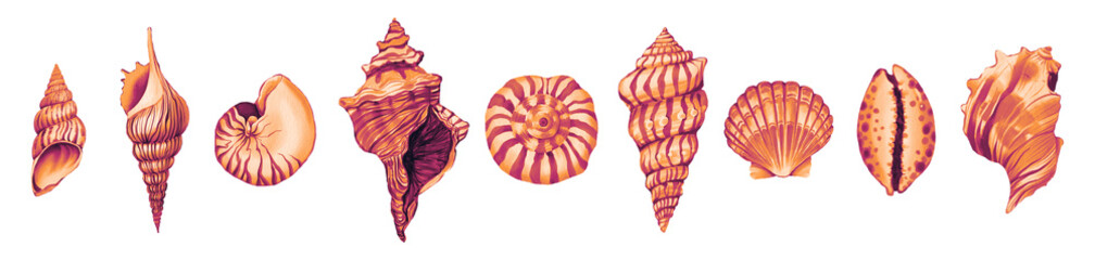 set of orange seashells Summer Beach Hand drawn illustration on a transparent background