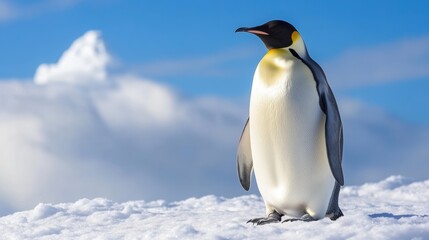 Fototapeta premium Emperor Penguin's Solitude: A majestic emperor penguin stands tall against a backdrop of icy terrain and a bright, cloudy sky.