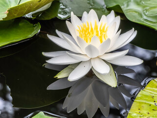白い睡蓮の花
