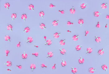 small pink flowers in the shape of hearts on a lilac background. flat top view. flower background. bull heart flower