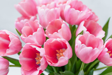 Obraz premium Mothers day, Valentines Day, Birthday celebration concept. Greeting card. Beautiful Bouquet of pink delicate tulips. Copy space for text, top view. Spring background. March 8, International Womens Day