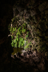 Walk through tropical forest, garden, waterfall in the Azores