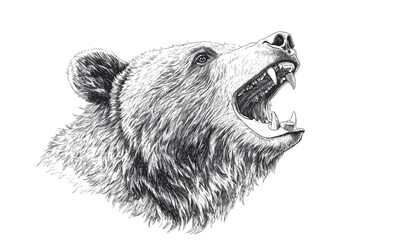 Roaring bear head in profile, wild animal graphics, monochrome sketch, linear icons set, vector.