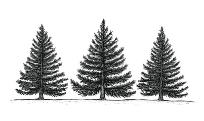Obraz premium Set of pine tree illustrations in linear style, vector icons set.