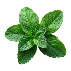 Fresh Mint Leaves with Natural Texture on Dark Background for Food or Art Themes