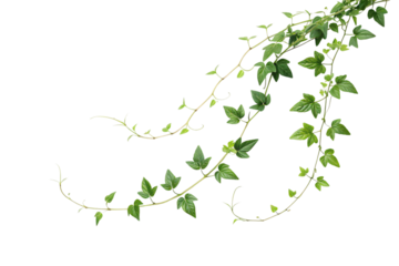 Delicate ivy vines curl and intertwine, their bright green leaves reaching outward, embodying nature’s resilience and ability to flourish in diverse environments, isolated on a transparent background
