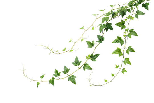 Delicate ivy vines curl and intertwine, their bright green leaves reaching outward, embodying nature’s resilience and ability to flourish in diverse environments, isolated on a transparent background