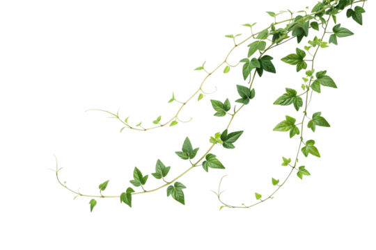 Delicate ivy vines curl and intertwine, their bright green leaves reaching outward, embodying nature’s resilience and ability to flourish in diverse environments, isolated on a transparent background