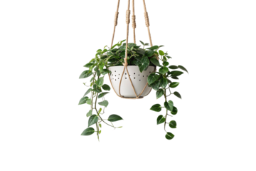 Hanging Planter with Ivy – A white ceramic pot suspended by twisted ropes, overflowing with lush green trailing vines, isolated on a transparent background