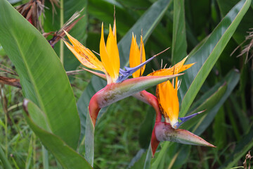 tropical, exotic, paradise bird, yellow, orange, flower, flora, blooming, spring, plant, nature,...