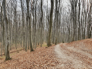 Spring forest coming to life after the snow has melted.