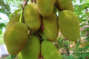 nutritious jack fruit on the jack fruit tree