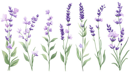 Naklejka premium lavender flowers isolated on white background