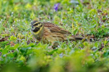 Adult male cirl bunting (Emberiza cirlus) looking for food on a meadow.