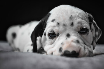 Adorable Dalmatian Puppy with Expressive Eyes on Soft Blanket