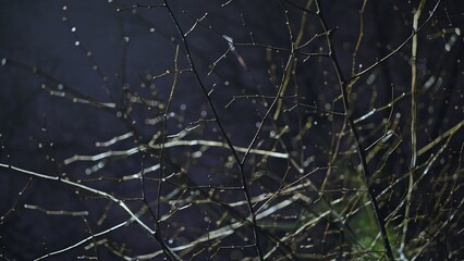 The Glistening Branches in the Night Rain create an enchanting view filled with beauty and charm