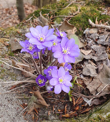 The first flowers of the common undergrowth, which break through the layer of fallen leaves and snow