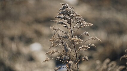 Delicate Dry Grass Set Against a Beautifully Blurred Background That Evokes Calmness and Serenity