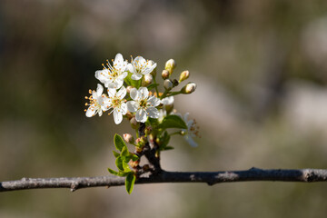 Fleurs blanches en pleine floraison sur une branche