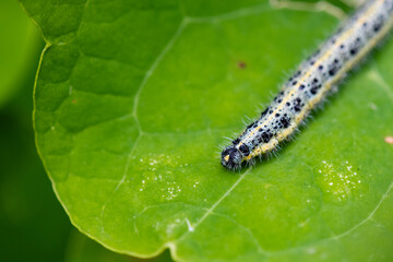 Chenille sur feuille verte en gros plan