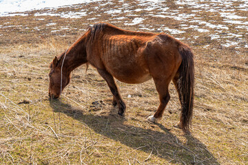 A single brown horse quietly grazes on a partially snow-covered slope, signaling the slow change from winter to spring. Its coat, weathered by the season, contrasts with the faded grass and snow