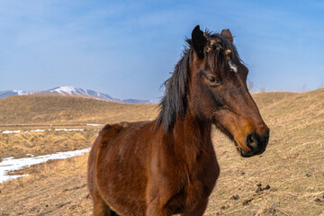 A chestnut-brown horse stands calmly in a gently sloping field, bits of dried grass clinging to its mane. Behind it, rolling hills and lingering patches of snow reflect the season’s slow shift