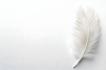 Obraz premium White background with a single white feather, soft and delicate, minimalist and elegant.