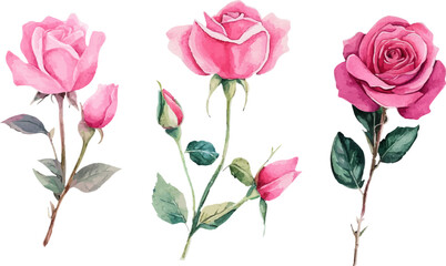 bouquet of pink roses