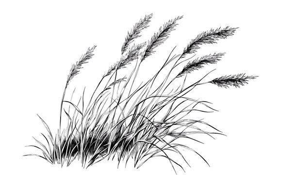 Elegant reed grass sketch with flowing leaves and stems, linear icons set, vector.