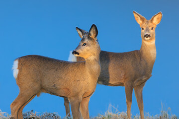Roe Deer Pair in Natural Habitat