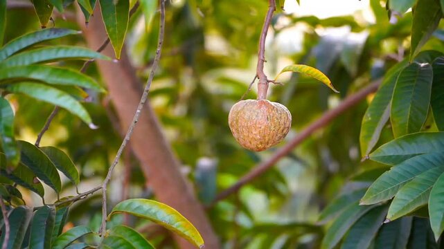 Wild sweetsop or sugar-apple