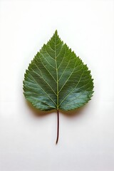 White background with a single green leaf, natural texture, minimalist and fresh.
