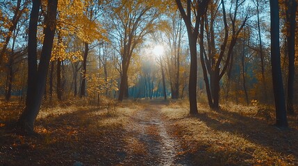 Obraz premium Sunset in autumn forest with sun rays shining through the trees.