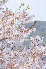 Fototapeta premium pink cherry blossom