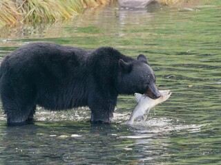 Black bear at Solomon Gulch Hatchery, Valdez, Alaska, USA