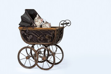 Kittens in doll vintage stroller isolated on blue background..