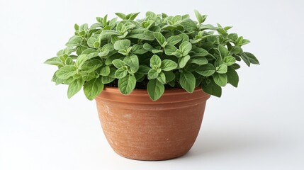 Obraz premium A vibrant green oregano plant, its leaves kissed by the sun, nestled within a terracotta pot, its verdant presence a splash of nature s beauty in an urban setting.