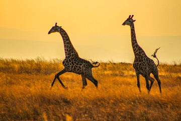 Giraffes off at a tangent