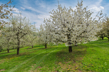 Wonderfully blooming cherry trees in Franconian Switzerland near Pretzfeld on a sunny spring day