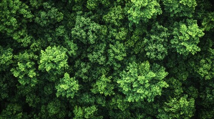 Aerial view of a dense, vibrant green forest canopy, showcasing the rich diversity of trees and foliage from above.