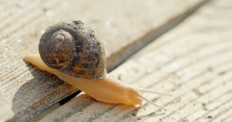 A closeup view showcasing a snail delicately resting on a wooden planks surface