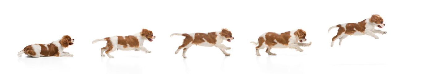 Collage. Dynamic sequence of Cavalier King Charles Spaniel running and jumping isolated over white...