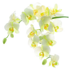 Obraz premium Orchid's Delicate Bloom: An elegant cluster of delicate white and yellow orchids blossoms forth, displaying their intricate structure.