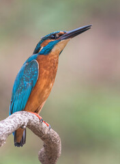 Vivid Kingfisher Perched on a Natural Branch