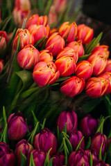 A vibrant assortment of fresh tulips in various shades of pink, purple, and peach, beautifully arranged in bouquets