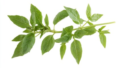 Fototapeta premium Fragrant basil sprig on a white backdrop, aromatic herb close-up