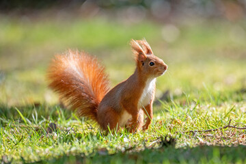 Red squirrel Sciurus vulgaris in the park.