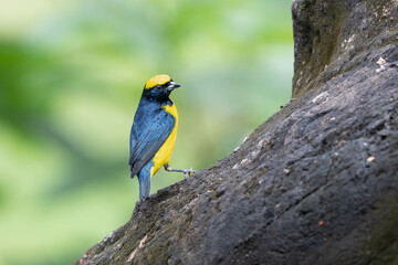 The yellow-crowned euphonia, Euphonia luteicapilla, the family Fringillidae.