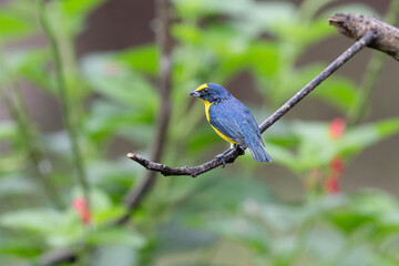 The yellow-throated euphonia, Euphonia hirundinacea