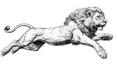 Obraz premium Majestic leaping lion in detailed sketch style, animal icons set, linear vector.